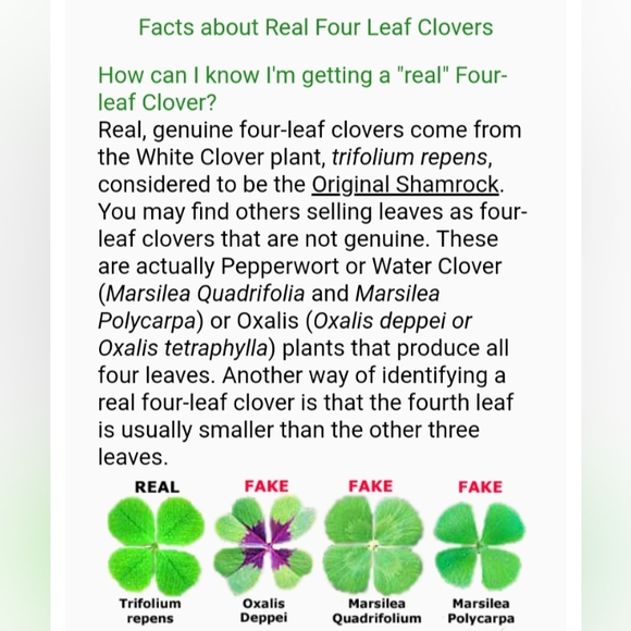 🍀 WILD 5 Five Leaf Clover Rare REAL Just 4U Found 4/23/23 USA yard Lucky Rose - Picture 14 of 17